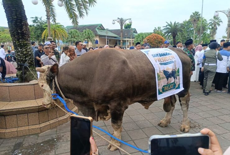 BANPRES Sapi Kurban Presiden Disorot, Wamensesneg Tegaskan untuk Masyarakat