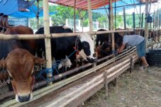 Prabowo Sumbangkan 18 Sapi Kurban untuk Sultra pada Idul Adha 2026