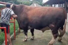 Sapi Kurban Presiden Prabowo Berasal dari Temanggung