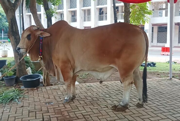 Sapi Limousin 1,2 Ton Milik Wapres Gibran Siap Dikurbankan di Istiqlal