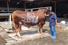 Prabowo Salurkan 1.098 Sapi Kurban