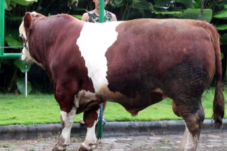 Sapi Kurban Presiden Prabowo Berasal dari Temanggung